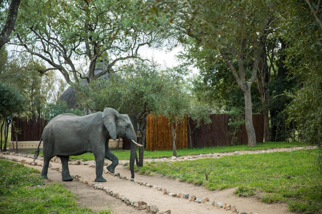 Hoyo Hoyo Safari Lodge Mluwati Concession Eksteriør billede