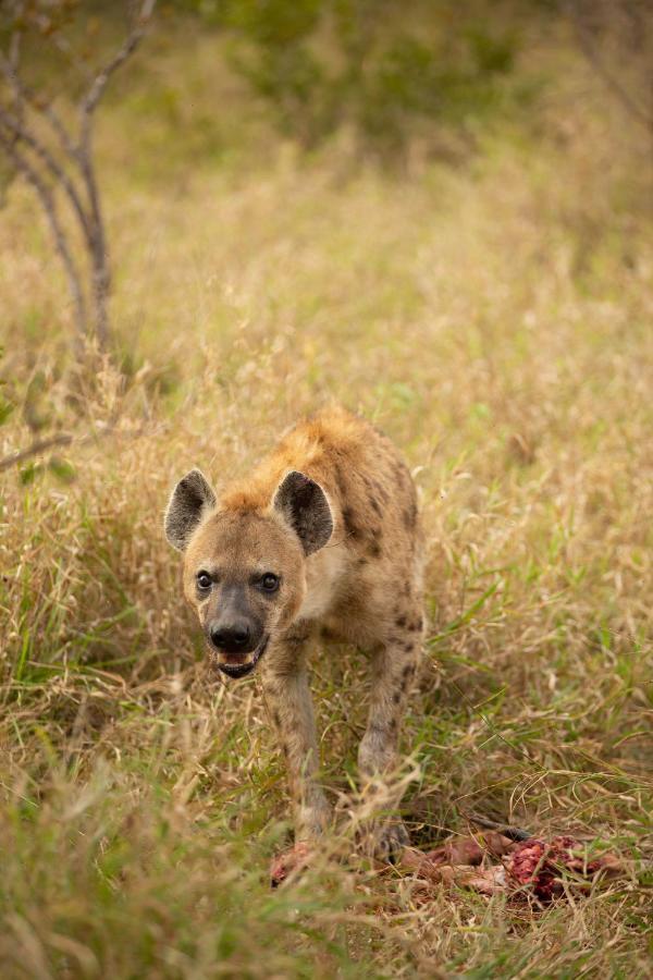 Hoyo Hoyo Safari Lodge Mluwati Concession Eksteriør billede