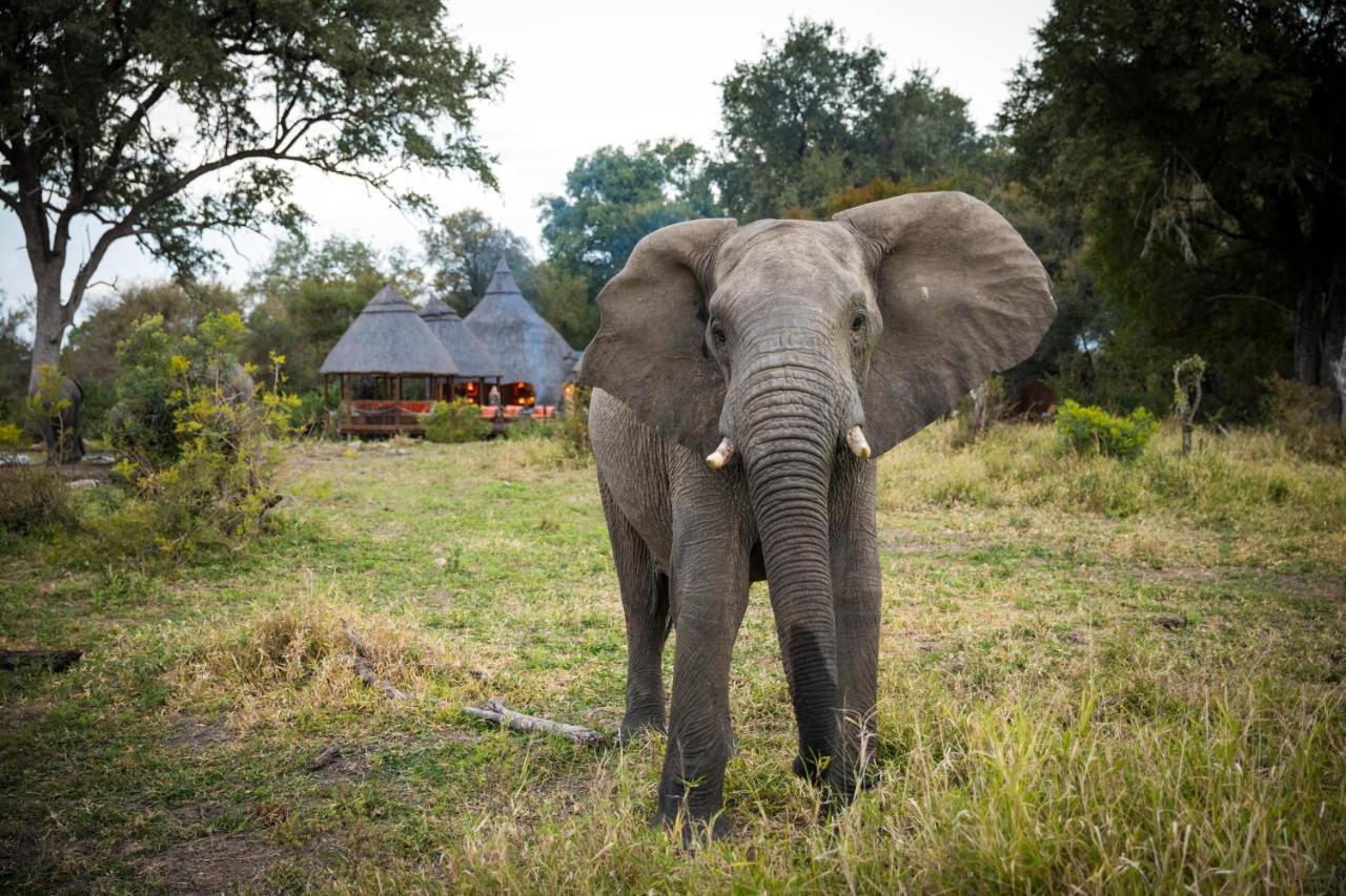 Hoyo Hoyo Safari Lodge Mluwati Concession Eksteriør billede